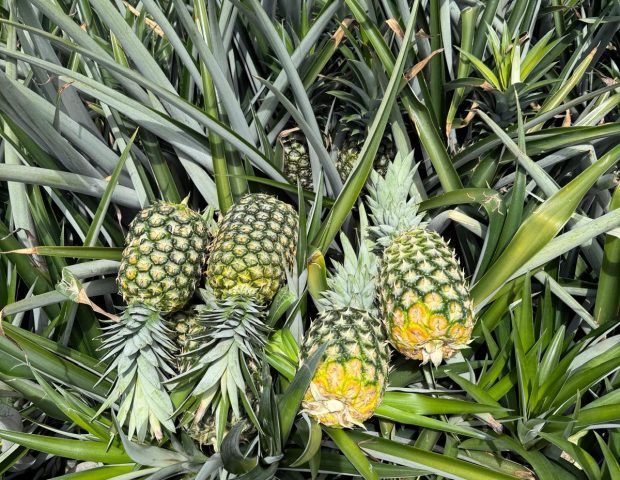 WhatsApp Image 2025-11-19 at 19.10.32 (2)