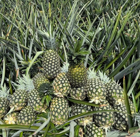 WhatsApp Image 2025-11-19 at 19.10.32 (3)